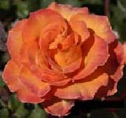 unknow artist Orange Rose china oil painting reproduction